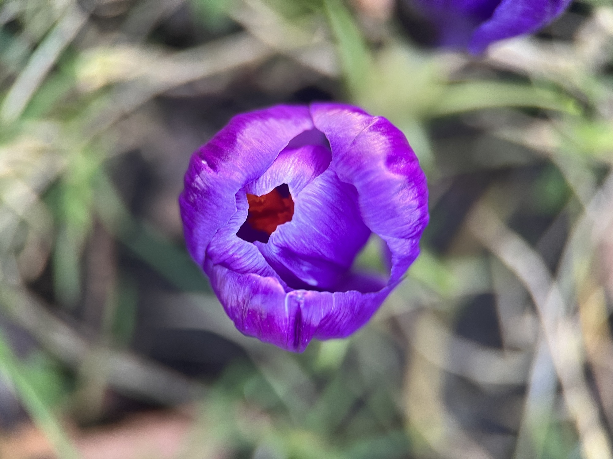 The First Signs of Spring