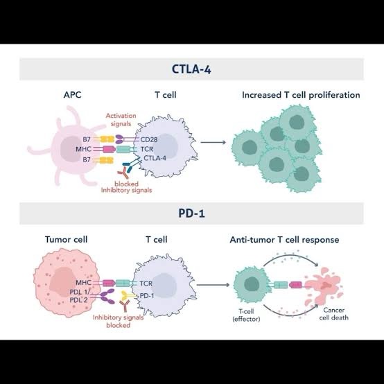 What are each of the doses of IpiNivo doing biologically?